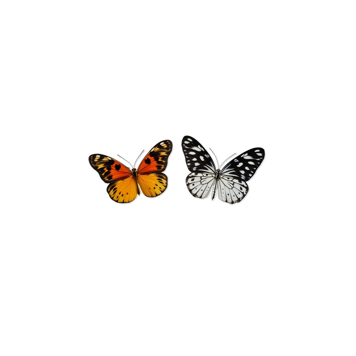 Tango  Butterfly Tattoo (Temporary Tattoo) Tattoos Prodigi 4"x6"  