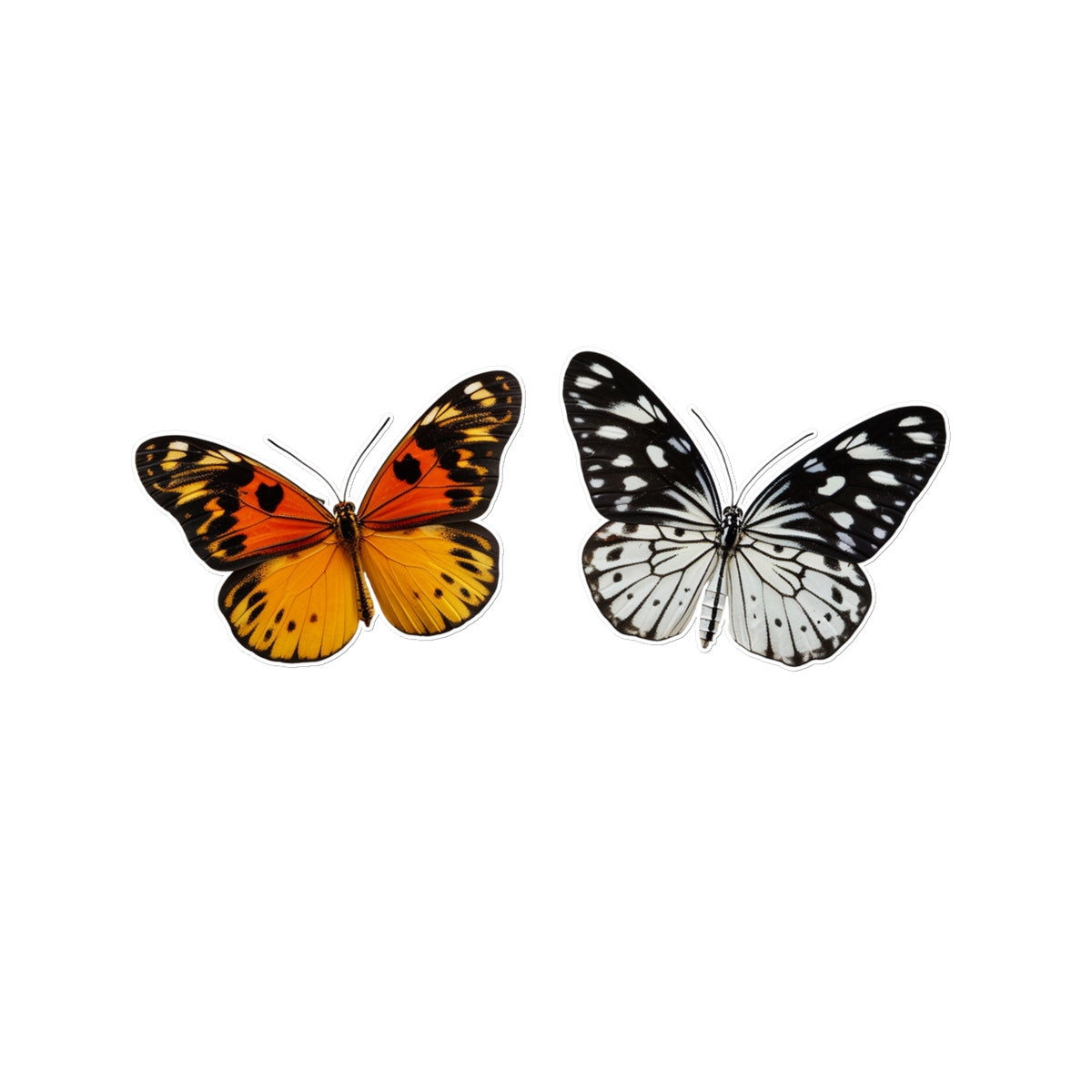 Tango  Butterfly Tattoo (Temporary Tattoo) Tattoos Prodigi 8"x8"  