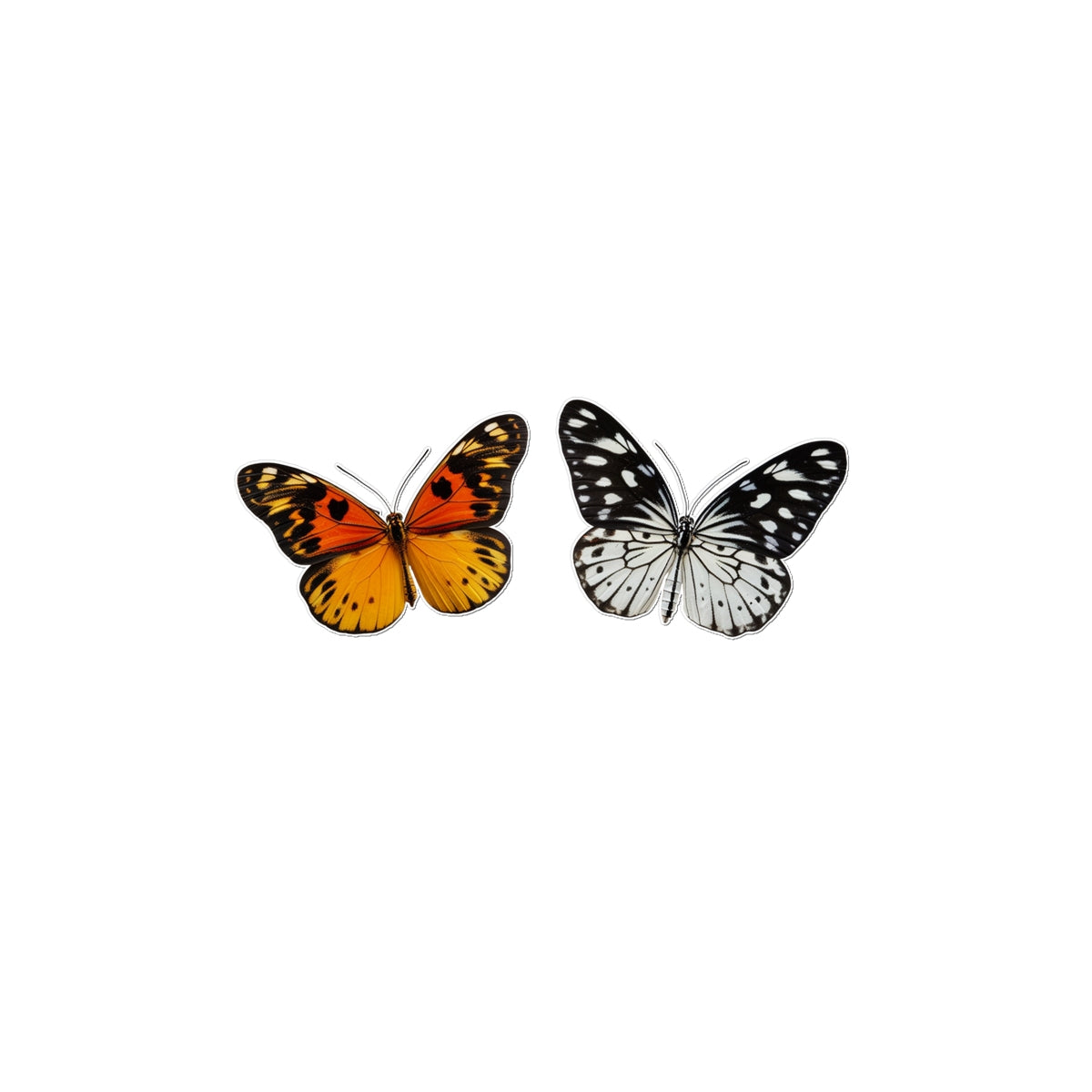 Tango  Butterfly Tattoo (Temporary Tattoo) Tattoos Prodigi 3"x4"  